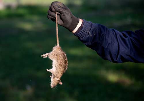 Rat & Mouse Control | Combat pest control