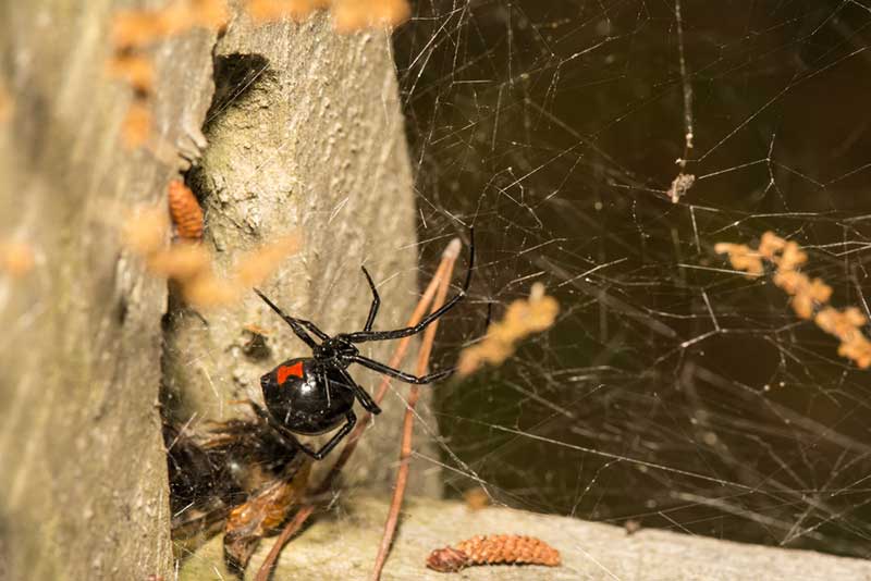 Spider Control | Combat pest control